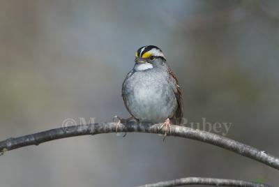 White-throated Sparrow D4EC9150.jpg