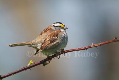 White-throated Sparrow D4EC9743.jpg