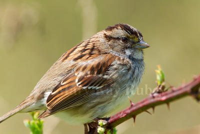 White-throated Sparrow D4EC9750.jpg