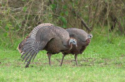 g3/01/640901/3/57603247.WildTurkeysD4EC8846.jpg