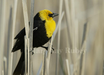 Yellow-headed Blackbird 58FB7905.jpg