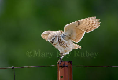 Burrowing Owl _H9G2192.jpg