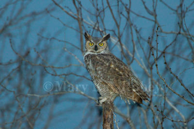 Great Horned Owl 58FB6819f.jpg