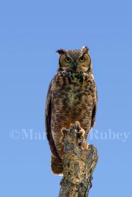 Great Horned Owl D4EC0056.jpg