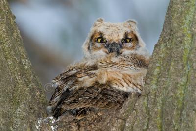 Great Horned Owl chick D4EC0039.jpg