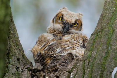 Great Horned Owl chick D4EC0253.jpg