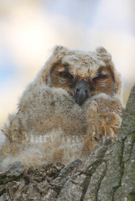 Great Horned Owl chick D4EC9607.jpg