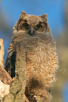 Great Horned Owl chick D4EC9797.jpg