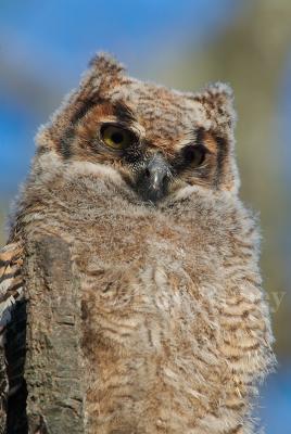 Great Horned Owl chick D4EC9821.jpg