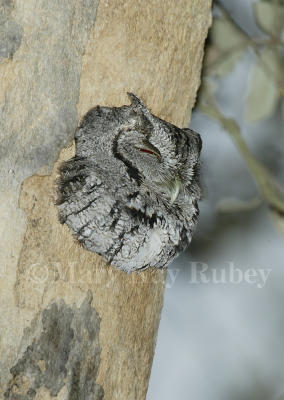 Eastern Screech Owl 58FB5990-rl.jpg