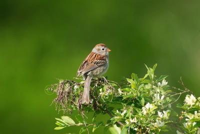 Field Sparrow 58FB0623.jpg