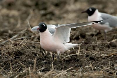 Franklin's Gull (Leucophaeus pipixcan)