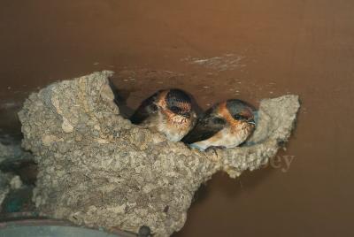 Cave Swallows in nest 58FB6797.jpg