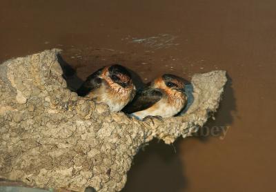 Cave Swallow (Petrochelidon fulva)