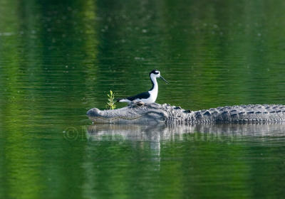 Black-necked Stilt with alligator 58FB7300.jpg