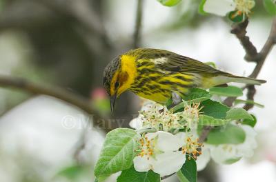 Cape May Warbler D4EC0272.jpg