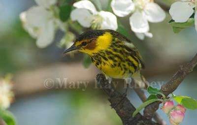 Cape May Warbler D4EC0331.jpg