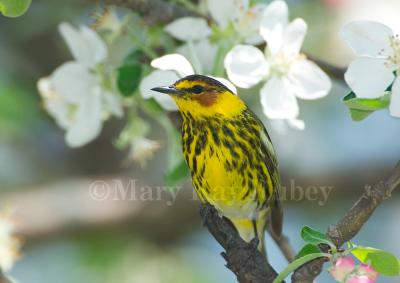 Cape May Warbler male D4EC0348.jpg