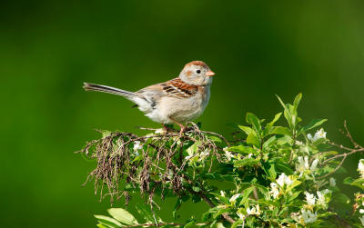 Field Sparrow 58FB0640.jpg