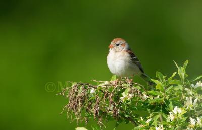 Field Sparrow 58FB0641.jpg