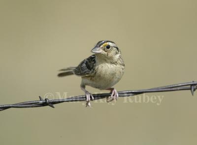 Grasshopper Sparrow D4EC8001.jpg