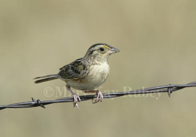Grasshopper Sparrow D4EC8009.jpg