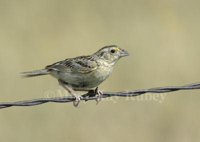 Grasshopper Sparrow D4EC8019.jpg