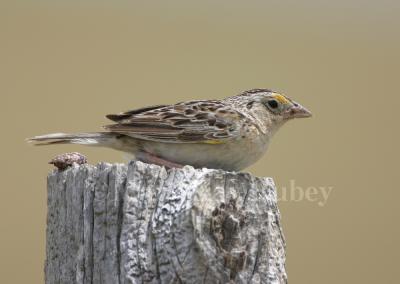 Grasshopper Sparrow IMG_7818.jpg