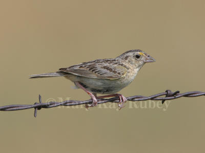 Grasshopper Sparrow IMG_7839.jpg