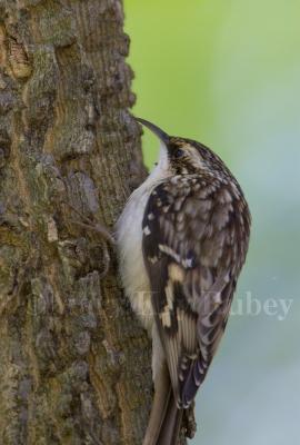 BROWN CREEPERS (Certhia americana)