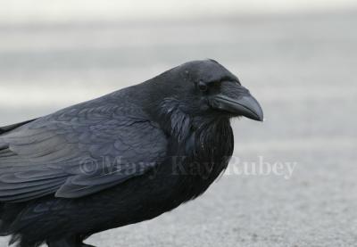 Common Raven D4EC1613.jpg