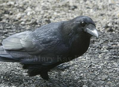 Common Raven D4EC6474.jpg