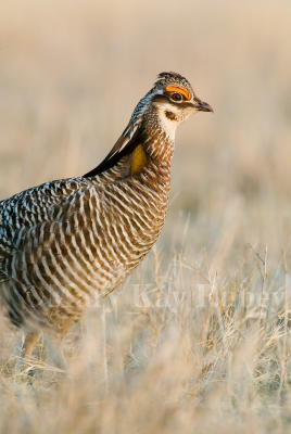 Greater Prairie Chicken D4EC8308.jpg