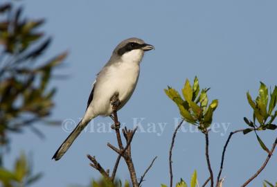 Loggerhead Shrike _H9G1396.jpg