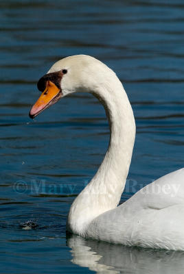 Mute Swan D4EC5247.jpg