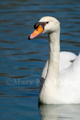 Mute Swan D4EC5256.jpg
