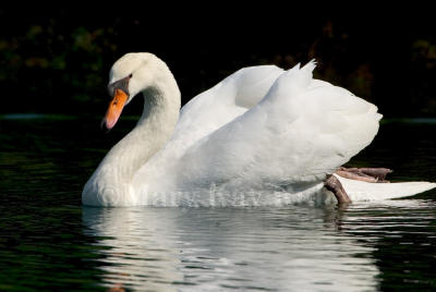 Mute Swan D4EC5522.jpg