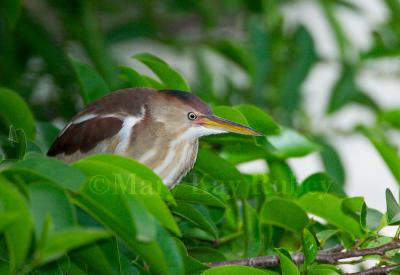 Least Bittern 58FB7468.jpg