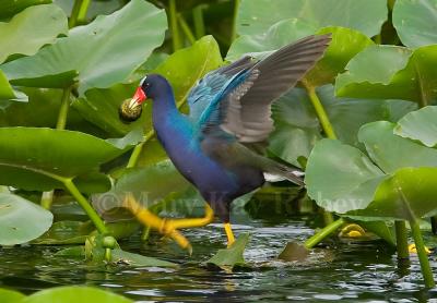 Purple Gallinule D4EC3581.jpg