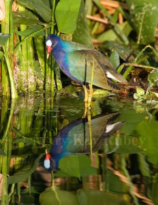 Purple Gallinule _H9G2808.jpg