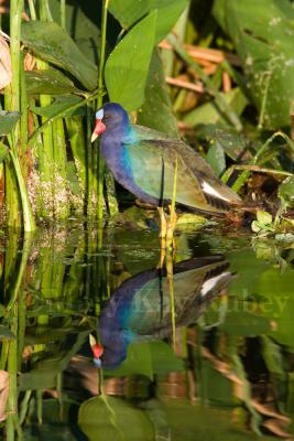 Purple Gallinule _H9G2813.jpg