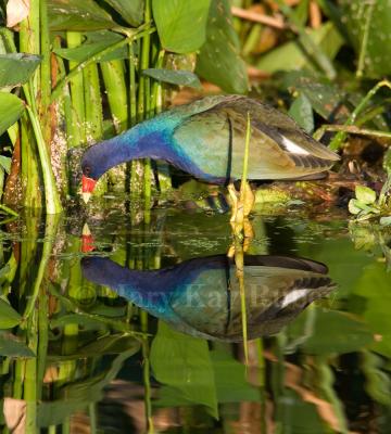 Purple Gallinule _H9G2823.jpg