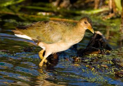 Purple Gallinule juvenile _H9G0997.jpg