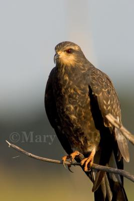 Snail Kite juvenile _H9G2499.jpg