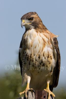 Red-tailed Hawk  _S9S8391.jpg