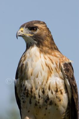 Red-tailed Hawk adult _S9S8433.jpg