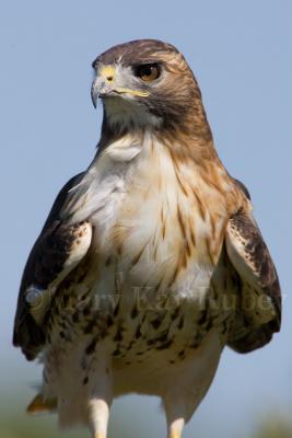 Red-tailed Hawk _S9S8437.jpg