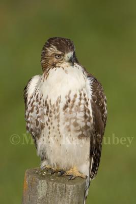 Red-tailed Hawk juv _S9S4946.jpg