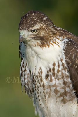 Red-tailed Hawk juv _S9S5000.jpg