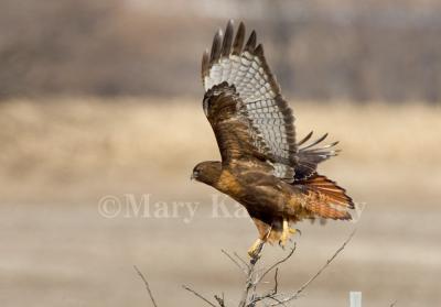 Western red-tailed hawk _H9G0099.jpg
